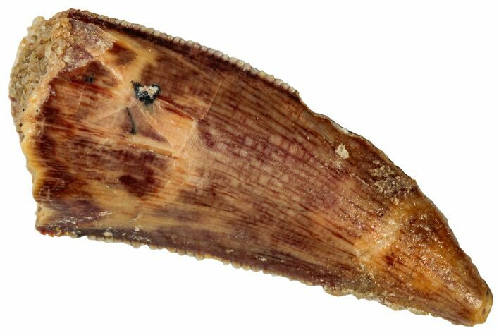 Serrated Raptor Tooth - Real Dinosaur Tooth #298136